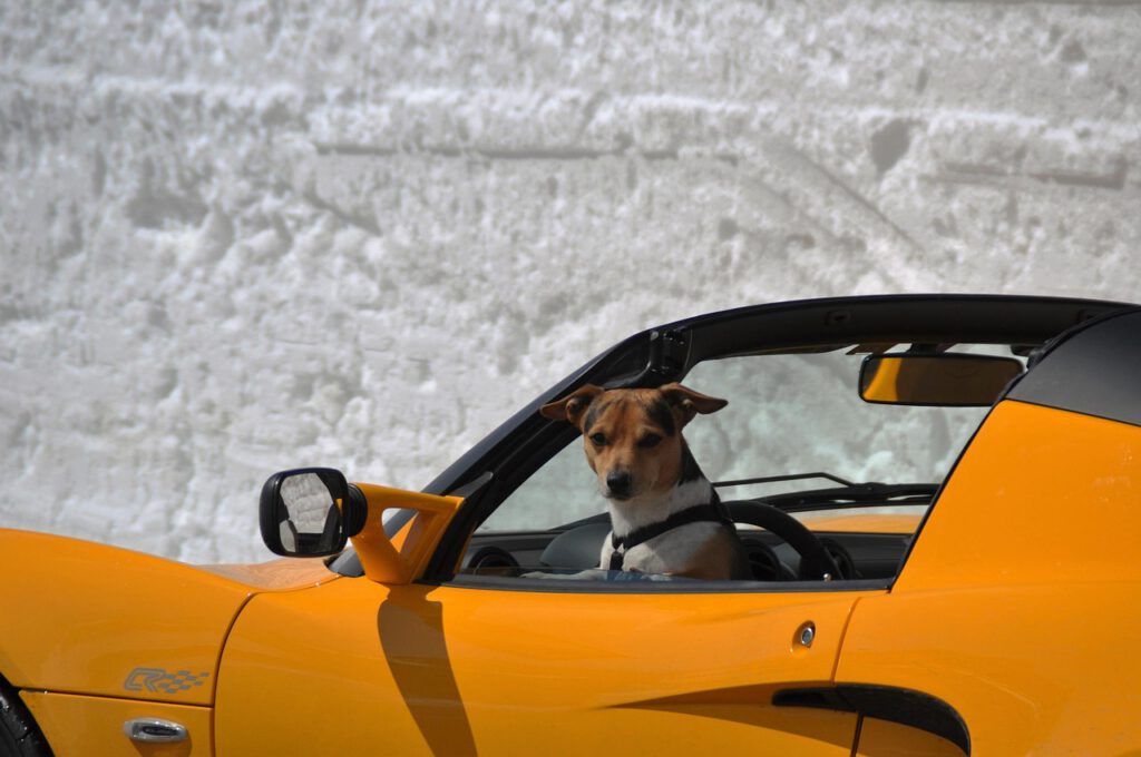 Auto mit Hund