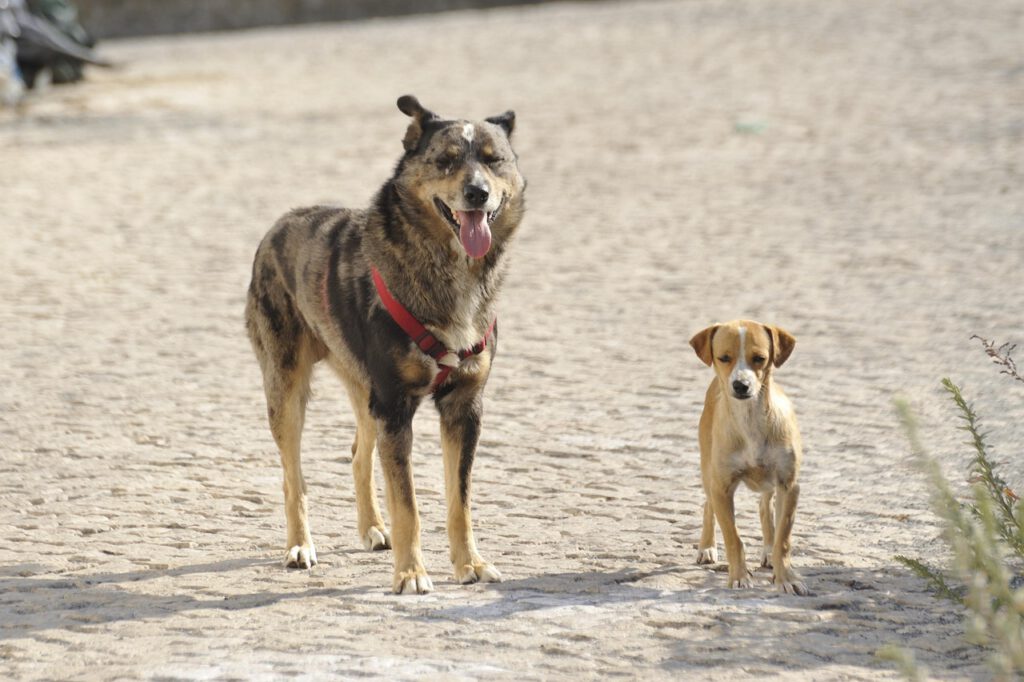 Griechenland Hundestrand