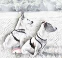 reisenundhund